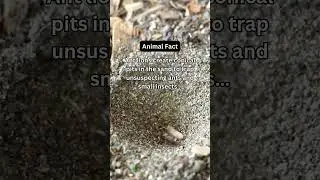 Why Do Ant Lions Dig Pit Traps? Nature&rsquo;s Ingenious Ambush! 🐜🕳️ #animals #facts