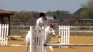 Arab/Quarter Mare- Hunter over/ Jumping FOR SALE