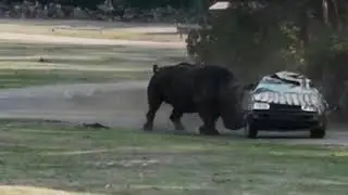Rhinoc&eacute;ros charge une voiture