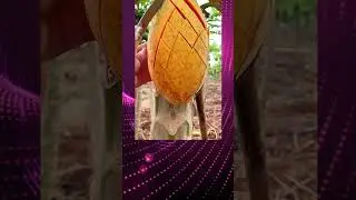 Easy papaya Cutting Hack  / How to Cut a papaya Perfectly 🍊✨