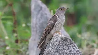 Common Cuckoos of Varthur lake
