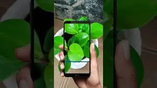 AI Plants care app