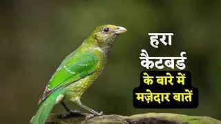 ग्रीन कैटबर्ड के बारे में मज़ेदार तथ्य Interesting facts about green catbird