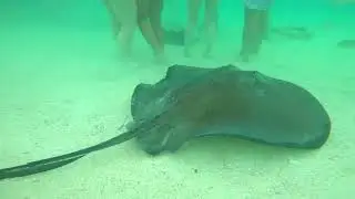 SWIMMING WITH STINGRAYS   ANTIGUA   MARCH 2022