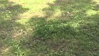 The 13-year Cicada Locust Sound in Bryant.