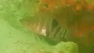 Belted Sandfish, 