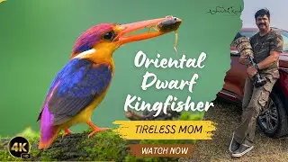 MAGNIFICENT Oriental Dwarf Kingfisher Caught On Camera!