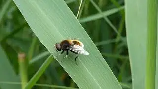 Furry Drone Fly, Eristalis intricaria, male, Gouda, ZH, the Netherlands, 17 June 2024 (6)