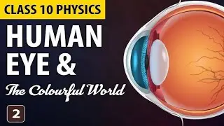 2. Human Eye | Easy Diagram + Functions | Class 10 Physics