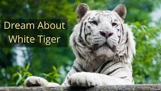 White Tiger Dream Meaning Biblical Christianity #dream #dreammeaning #whitetigerdream