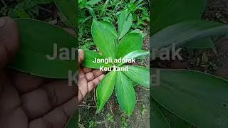 #Jangali adarak#keuk kand#keu kand#shortshealth.