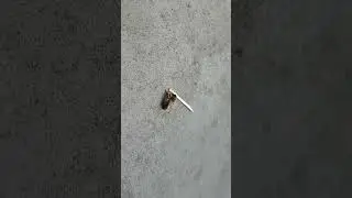 Tired bee, rising from the ashes, like not tired bee!
