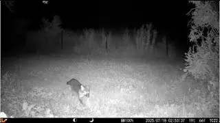 Raccoons, Opossums, Foxes, Birds, and More! Finger Lakes Backyard Trailcam