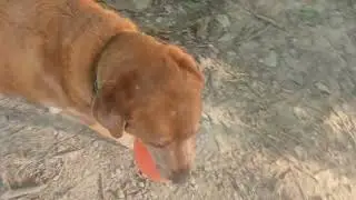 Soccer with Sassy #soccer #redlab #labrador #labradorretriever #games #playing #statepark #fun