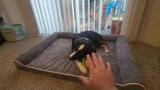 EHEYCIGA Memory Foam XL Dog Bed for Large Dogs, Orthopedic Waterproof Extra Large Dog Bed Review