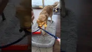 Чихание собак: объяснение! #собака #фактыособаках