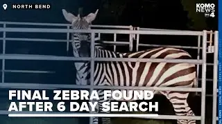 Elusive zebra recovered after 6 days on the run