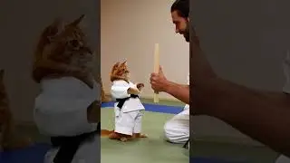 Dad Cat Bringing His Kitten to Karate Lessons Watch Their First Moves #Cats #Karate #CutePets