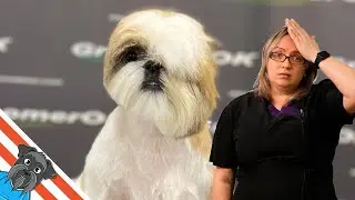 Shih Tzu | Not Boring Haircut
