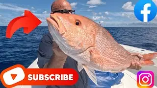 American red snapper! Mangroves snapper! 200&rsquo;+ offshore #americanredsnapper  #mangrovesnapper