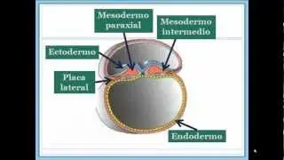 EMIS-Biología del Desarrollo-Tubo intestinal y cavidades corporales