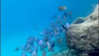 Snokelling at Suncapes Curacao