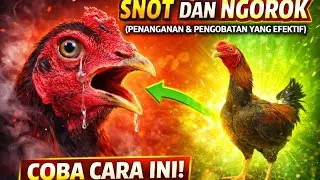 Cara mengobati ayam ngorok dan snot beserta pencegahannya 
