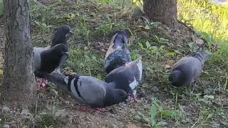 The pigone's breakfast #pigeonsBreakfast #MorningWithPigeones  #KoreanLife