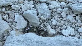 Came upon this snake during my morning walk.