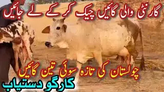 PURE CHOLISTANI AND DESI CROUSE COWS FOR SALE NEAR MADRASSA MANDI BAHAWALNGER || Dairy Farming Bread