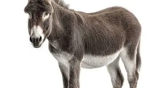 Donkey Kong donkey🙂