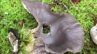 Austernseitling (Pleurotus ostreatus) vs. Gelbstieliger Muschelseitling (Panellus serotinus)