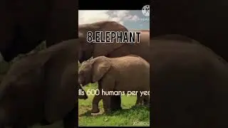 Top 10 deadliest animals in the world #shorts #viralvideo #deadliest ##animals