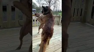 Pitbull vs st bernard #dogs #funny #love #viral #pets #family #pitbull #stbernard #awesome #cool