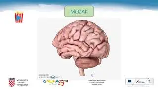 Biologija 8. r. - Živčani sustav