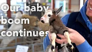 We have 3 goats giving birth simultaneously!