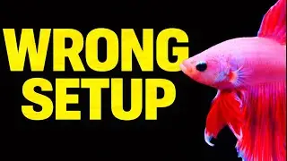 You’re Keeping Bettas Wrong (Betta Fish Care Guide)