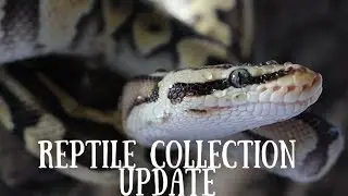 June Reptile Collection Update