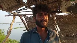Pallo Fish of Indus River at Almanzar, Jamshoro, Sindh