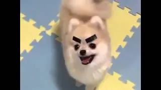 Dog's Sinister Look