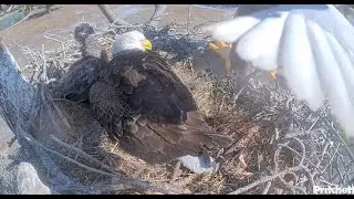 SWFL~ Bielik amerykański -   M15 z wiewiórką 🐿️ F23 karmi E26 2026 01 21