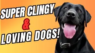 Top 10 Most Affectionate Dog Breeds - These Dogs LOVE to Cuddle!