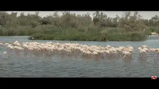 Camargue - Bouches du Rhône - Provence