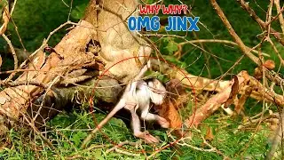 OMG Million pity poor baby Jinx, Why big monkey do like this, The Monkey Camp 5138
