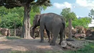 Ek mota hathi ghumne chla kahani #viralvideo #viral  #youtubevideo #kidscartoont4z #kidscartoon-t4z 