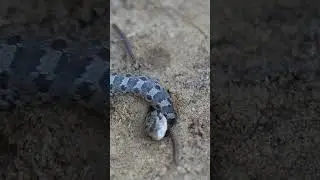 Находим детенышей свиной змеи!