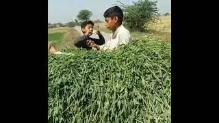 Pakistan village funny video