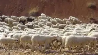 La ra&ccedil;a Xisqueta. Pastors de Ponent