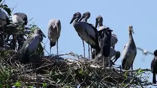 Bird Finding Shelter in Flooded Lands 0037