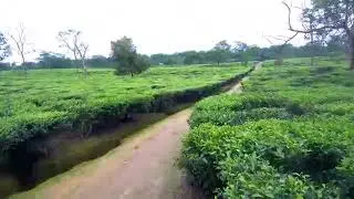 Tea Stat In Assam//Chapar Cha Bagan dron camera/Chapar To Falimari